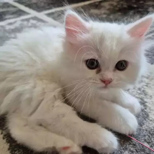 i_1xNUMA7k-YxSJ_mPG3cA_medium