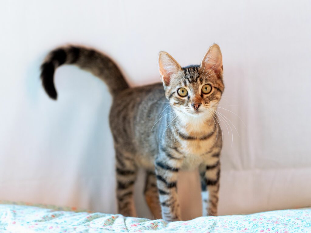 Tabby cat tail up, showing friendly body language.