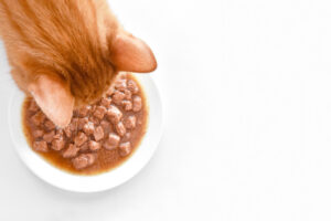 Cat eating wet food from ceramic bowl in Irish home kitchen.