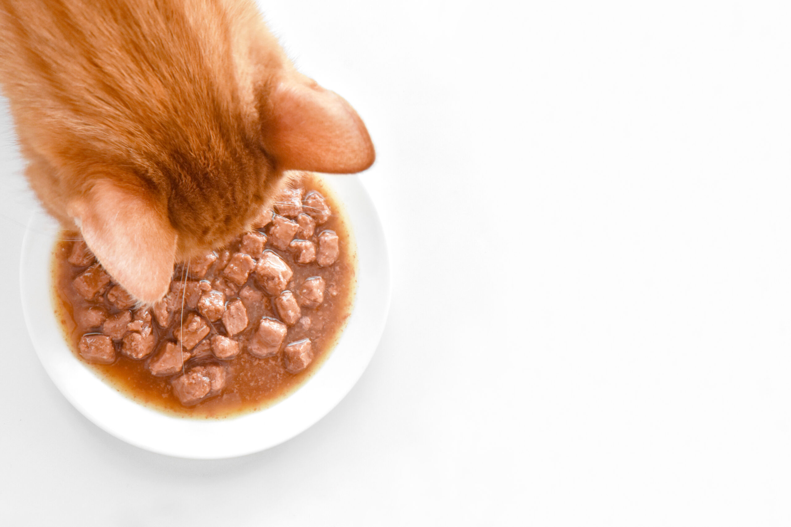 Cat eating wet food from ceramic bowl in Irish home kitchen.