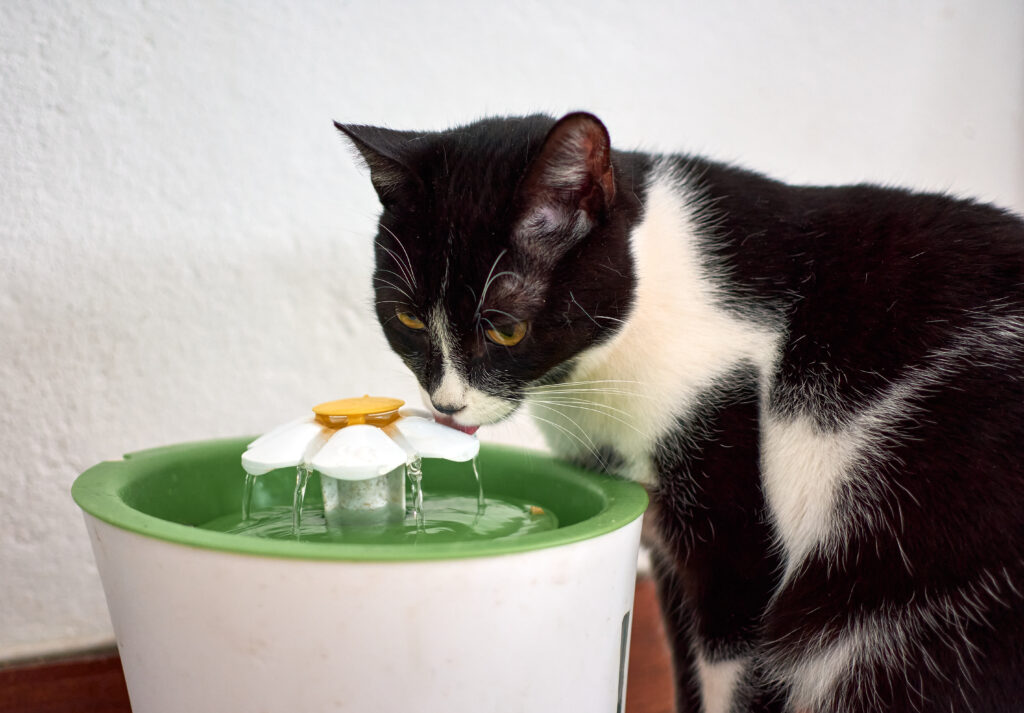 Cat drinking from Catit Flower fountain on kitchen counter, natural light.