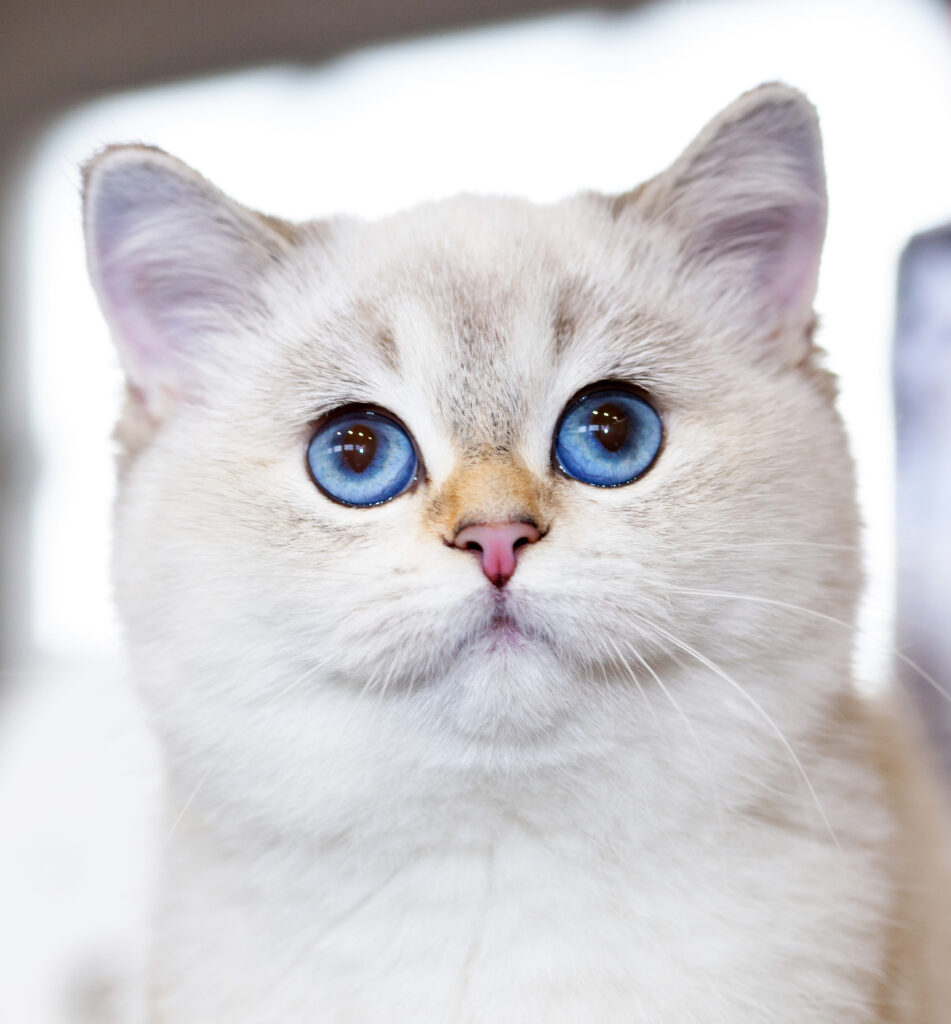 British Shorthair cat with plush white fur and sky blue eyes.