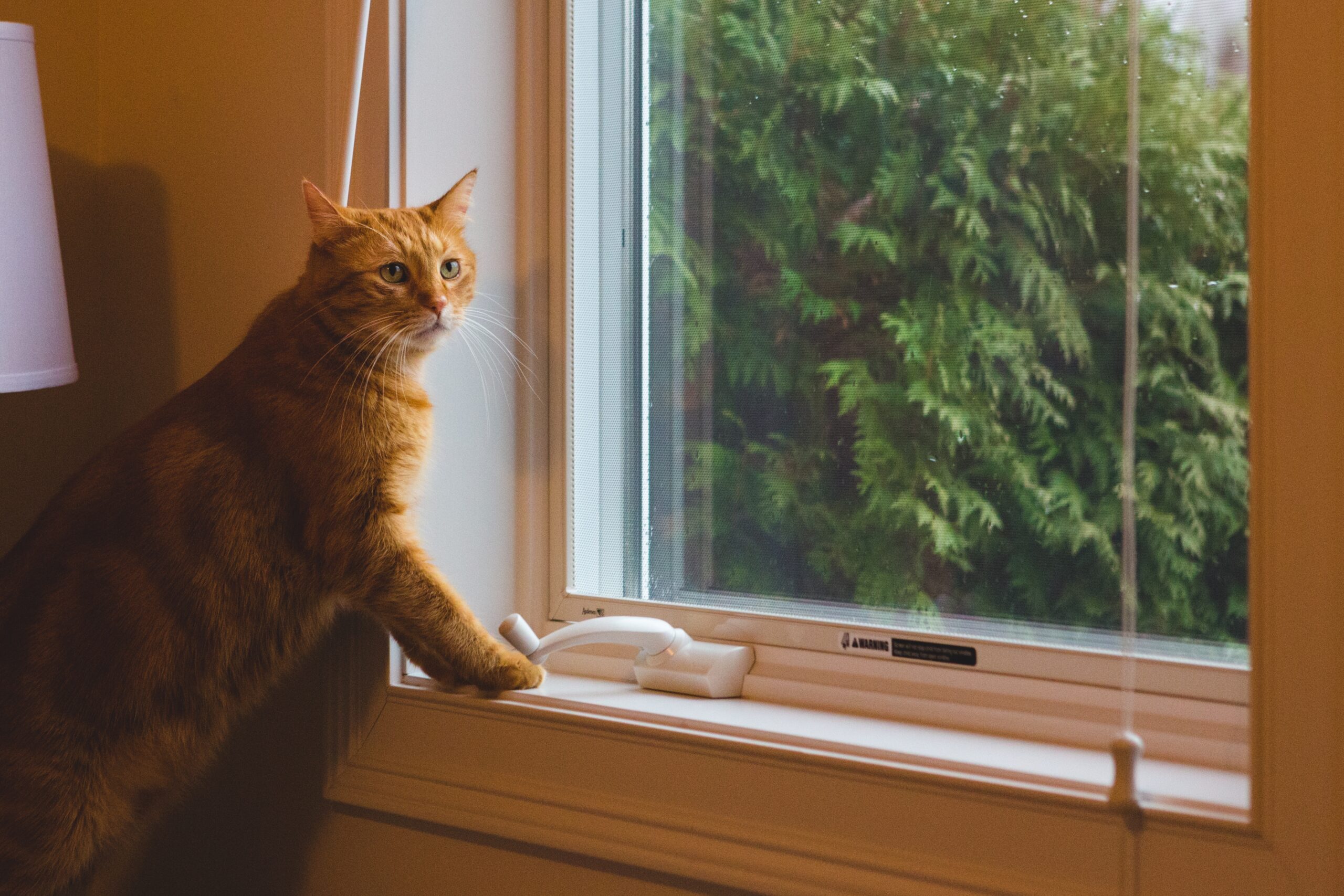 Irish cat sitting on windowsill watching garden birds through glass.