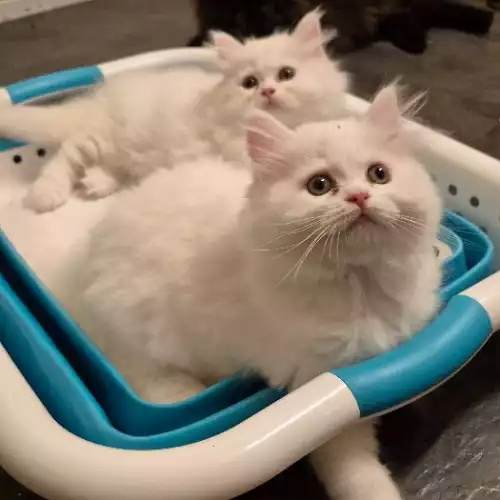 IpfXyVKhk0Sn5xIPDa2Otw_medium