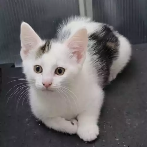 NynwYt4G6kCnuowC39_emw_medium