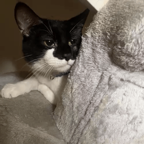 SiYBYTRbkqArKAXciJd4Q_medium-1