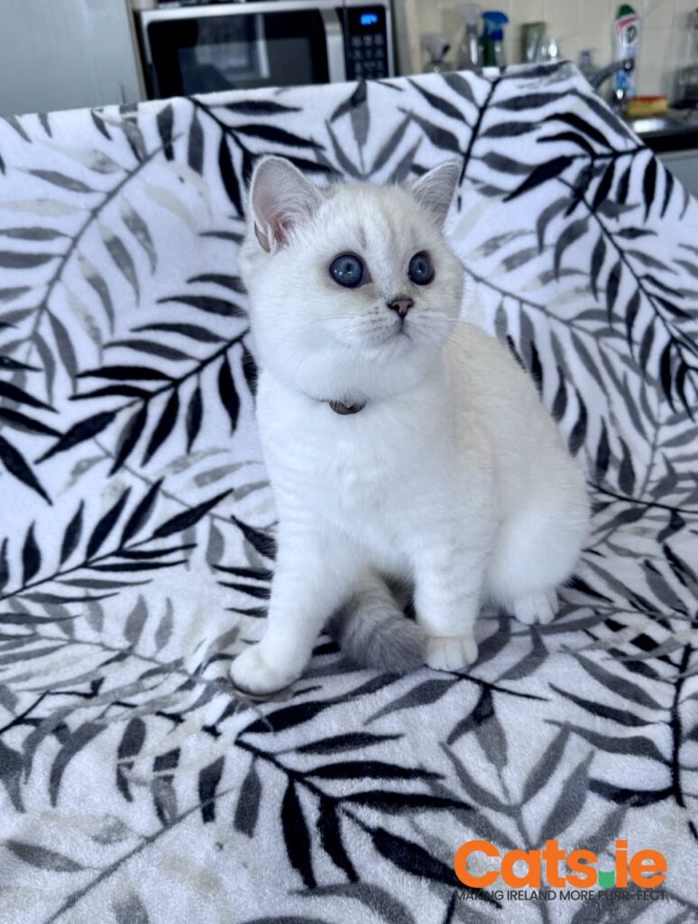 0d673bcb-401c-430a-9074-fb0e90de1b82-1