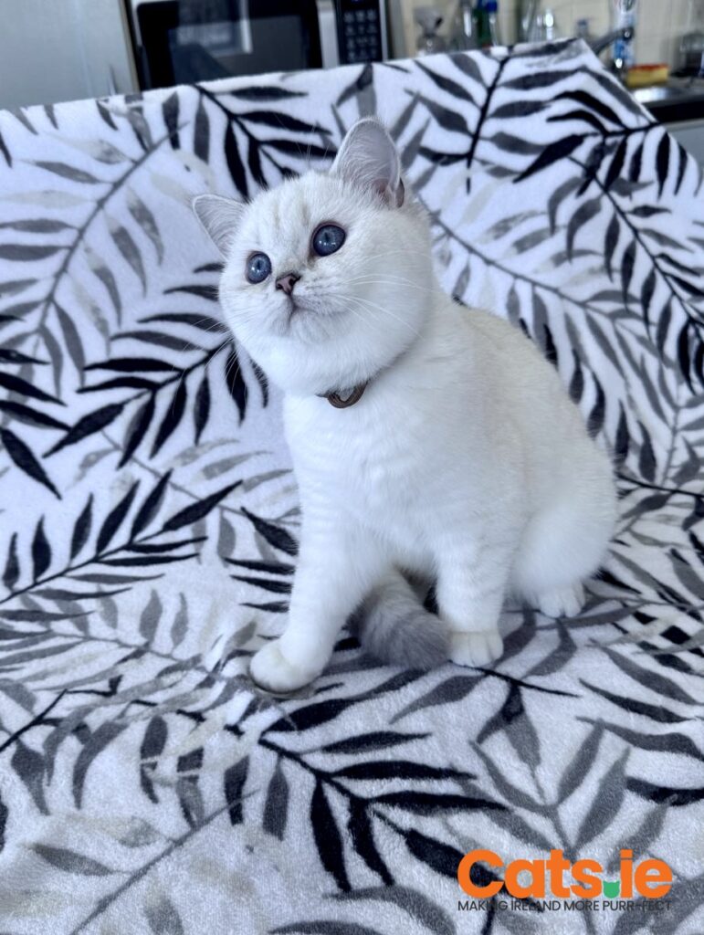 26d992d1-05f8-4e0d-9f50-4494fd86ebb1-1