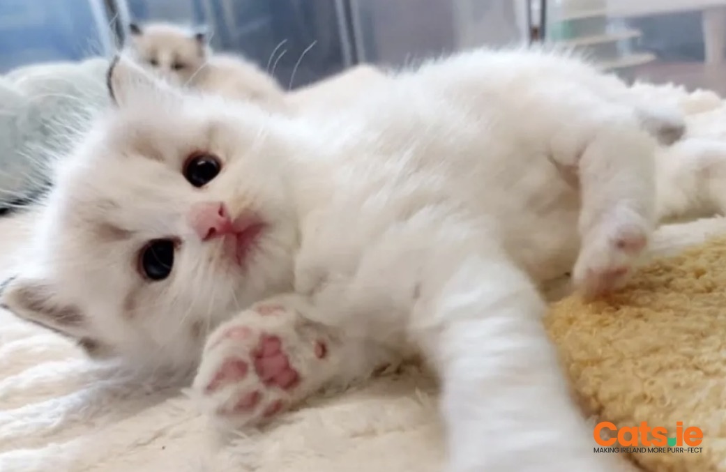 Stunning Ragdoll Kittens