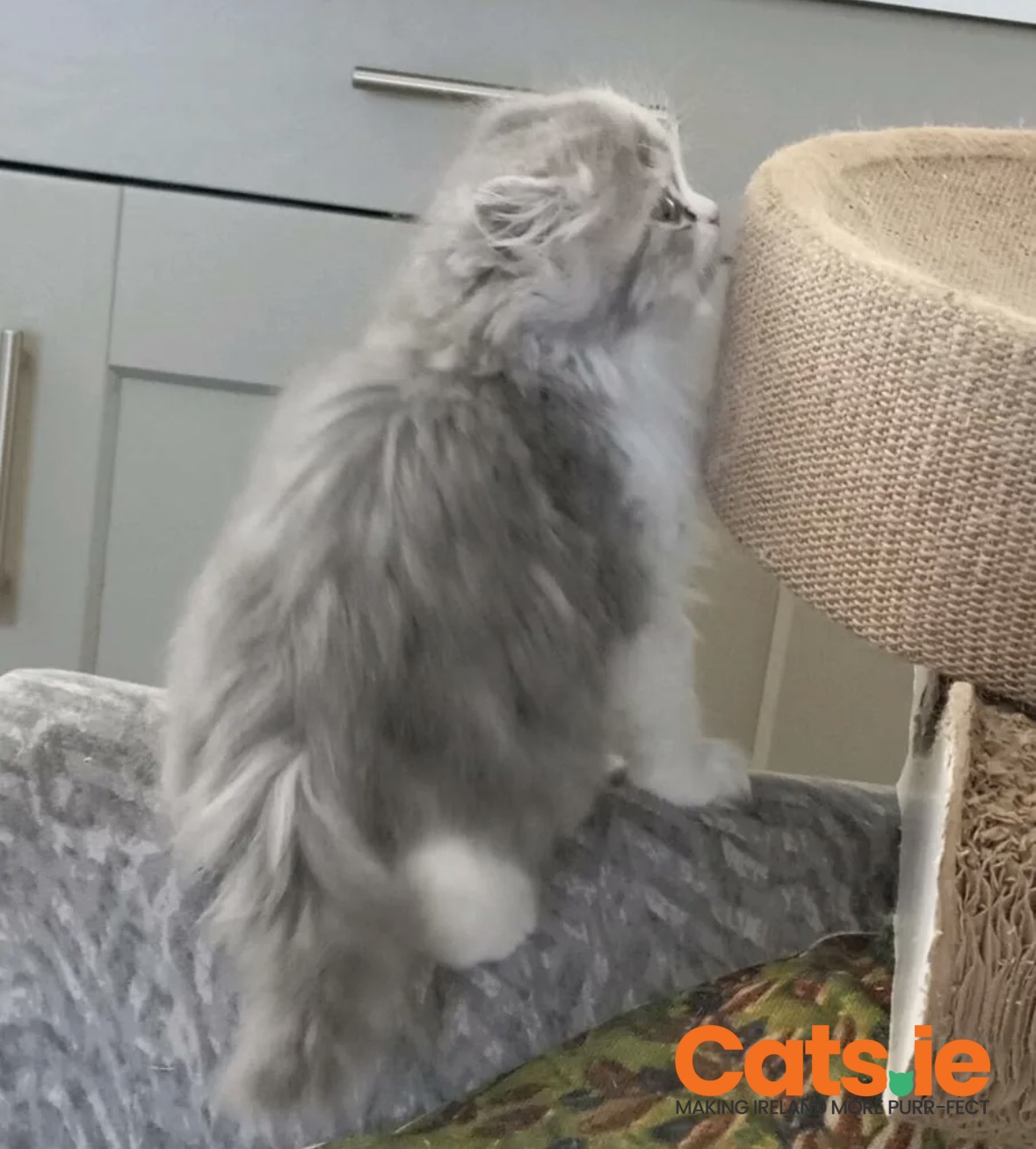 British Longhair Kittens