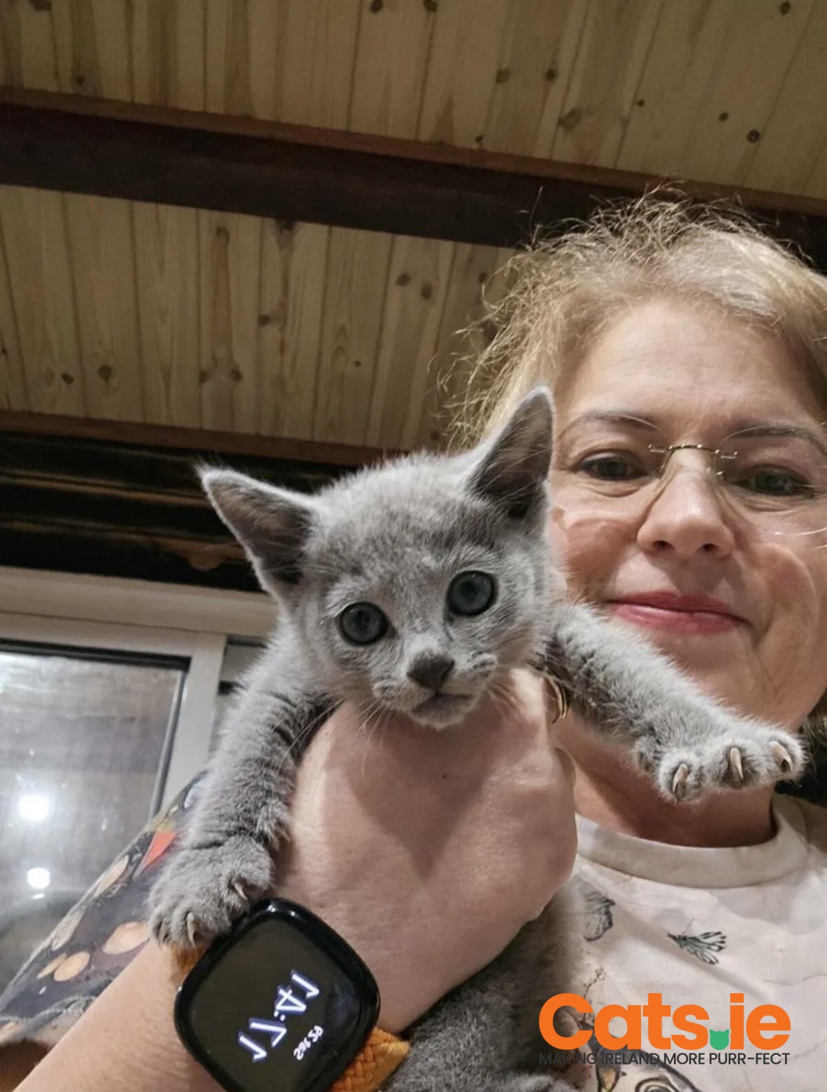 Russian Blue Kittens Pedigree and Registered TICA