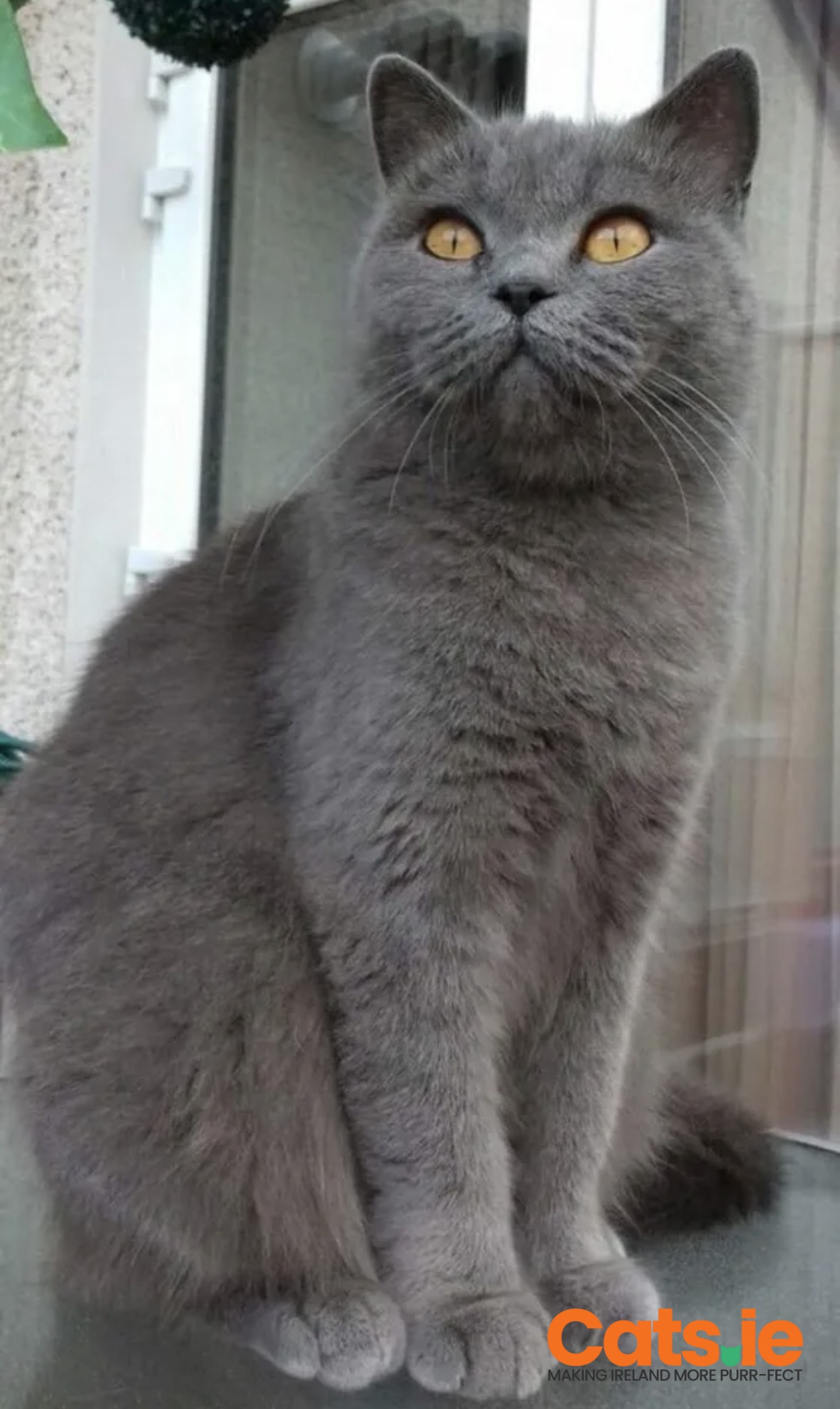 Amazing Purebred British Shorthair kittens
