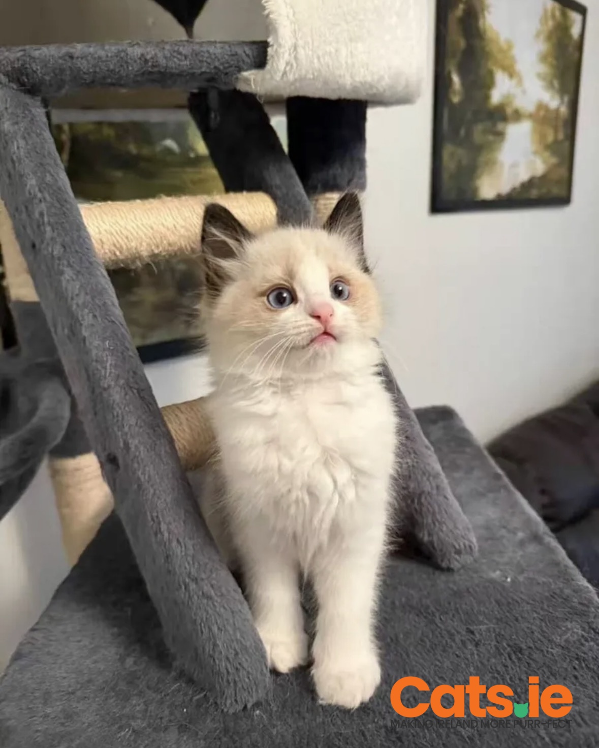 Adorable Ragdoll Kittens