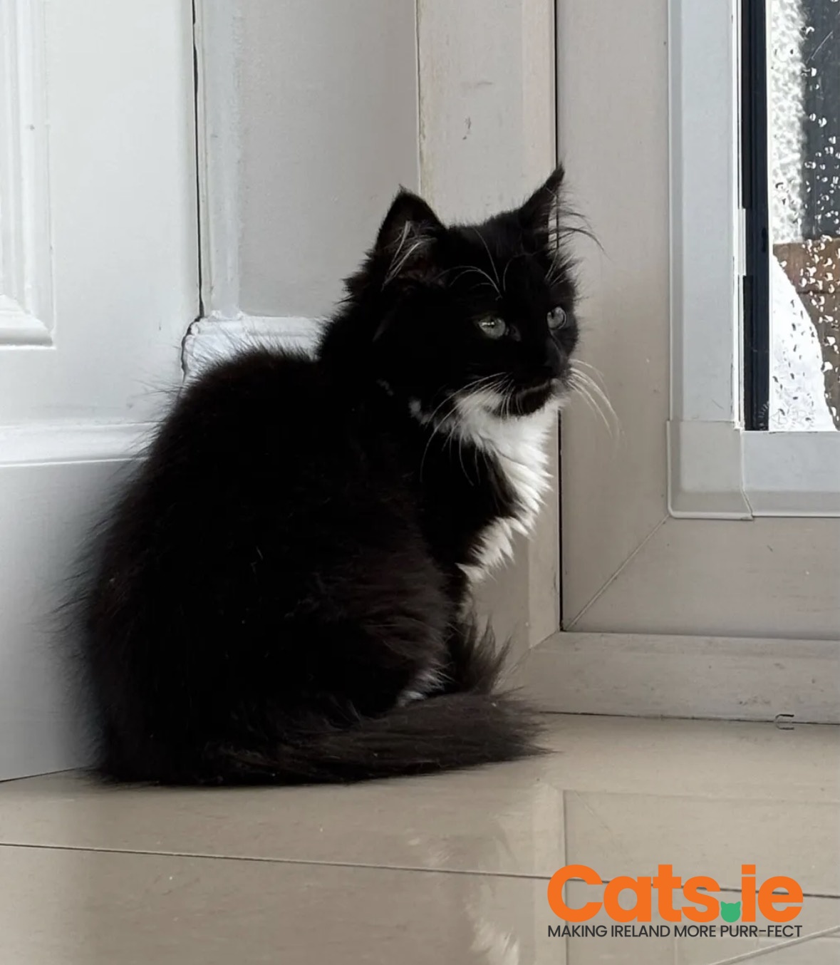 Three Lovely Kittens Ready for Their New Families