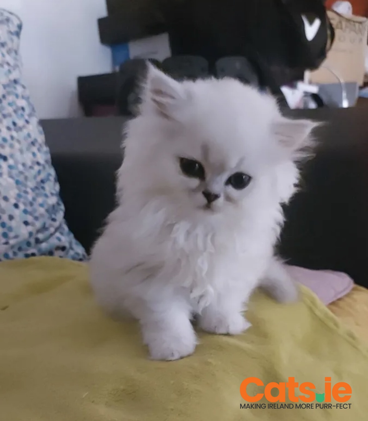 Persian Kitten Available