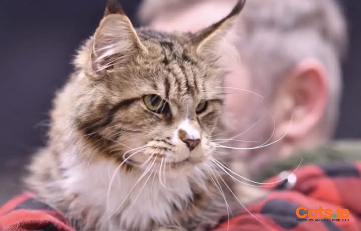 Maine Coon Kittens – TICA Registered with Pedigree