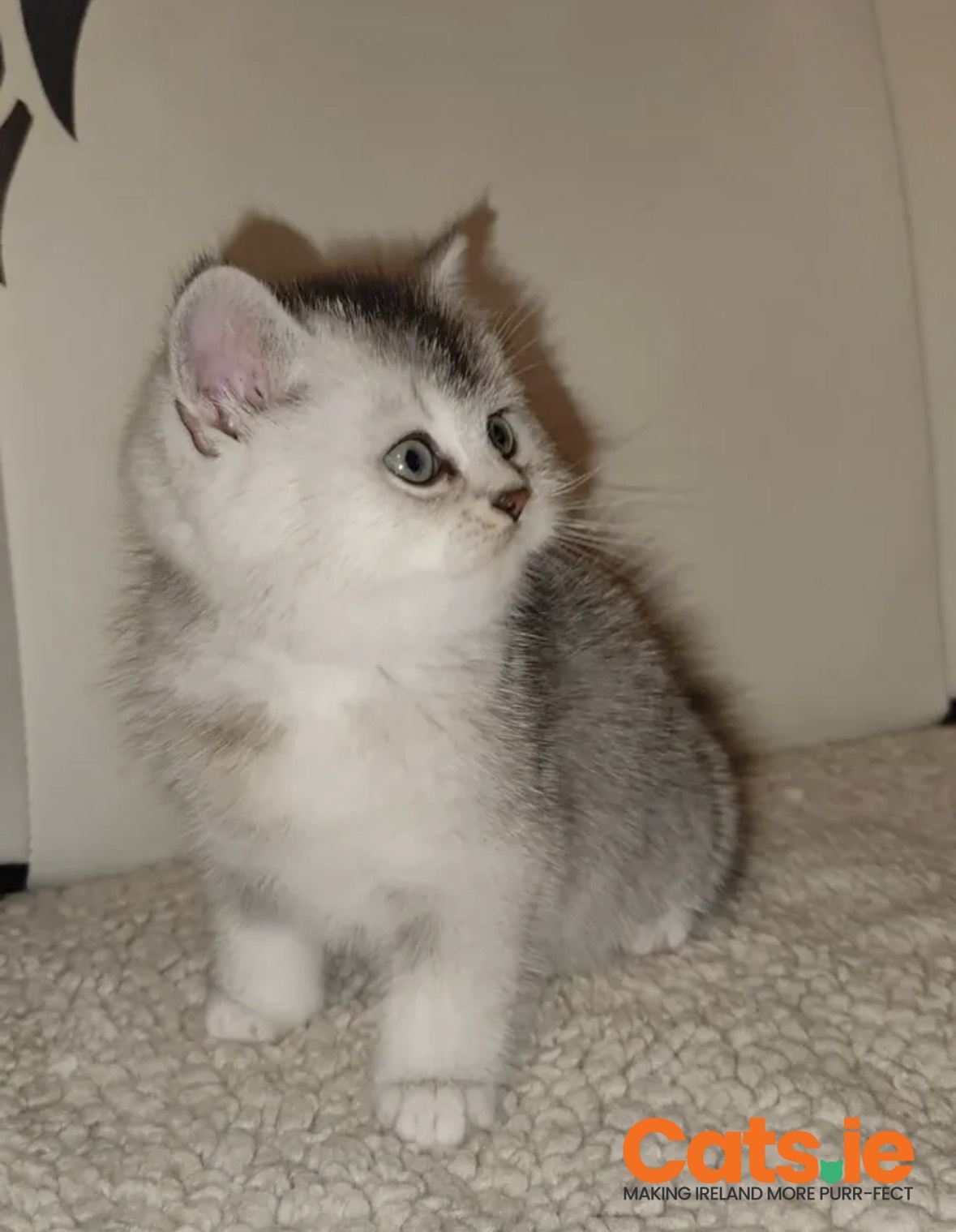 Gorgeous Ragdoll BSH Kitten – Last Boy!