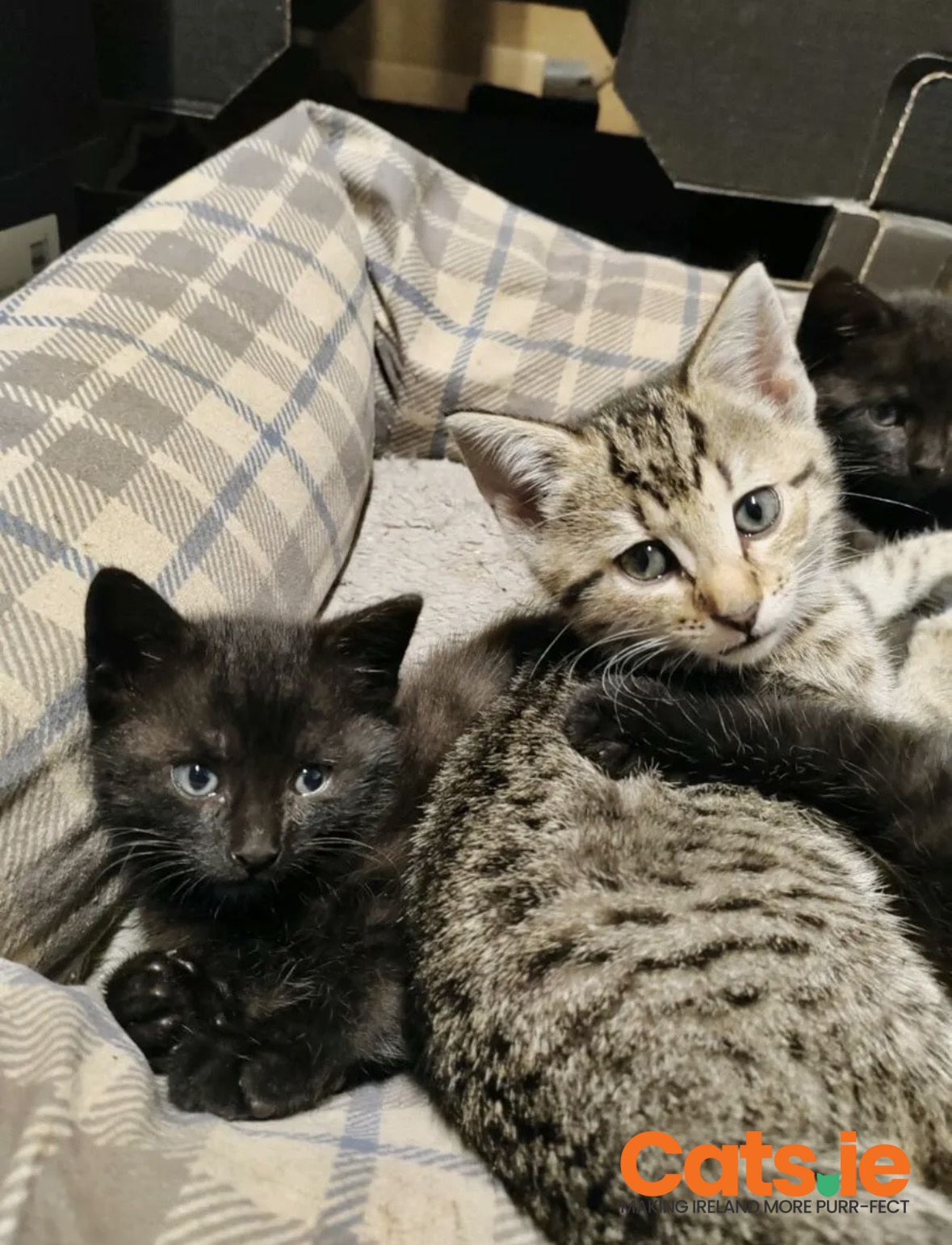 Cute Kittens for Sale