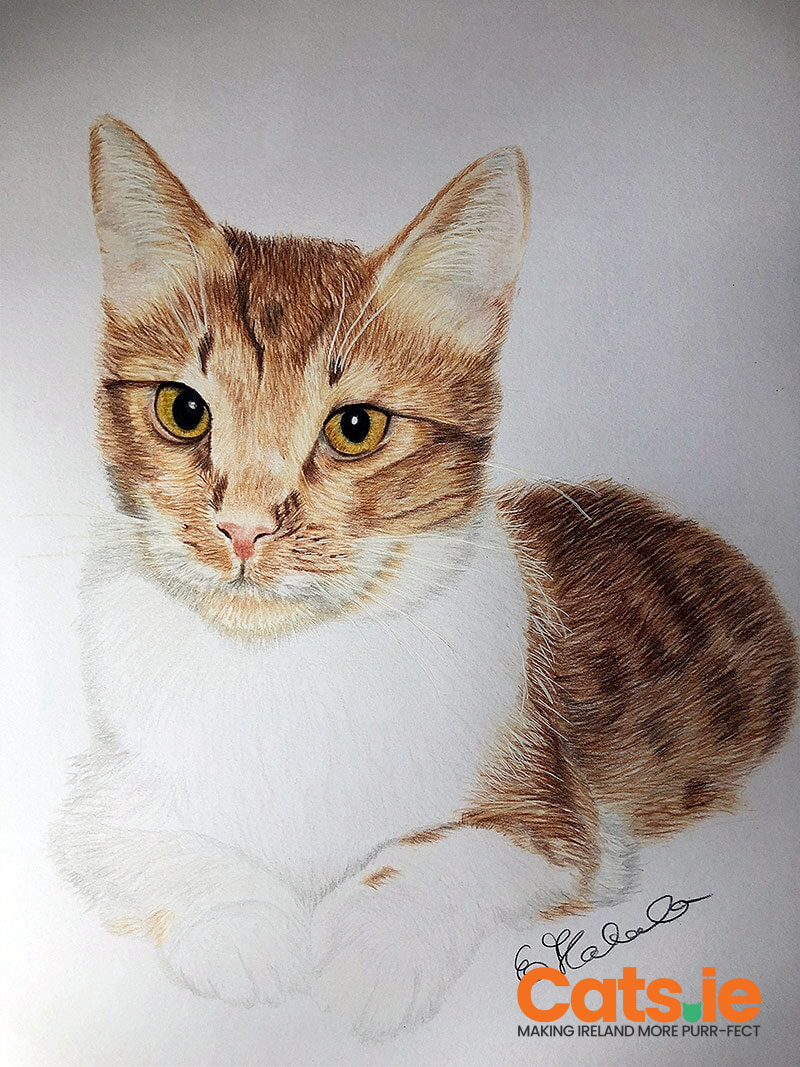 ESZTER PET PORTRAITS