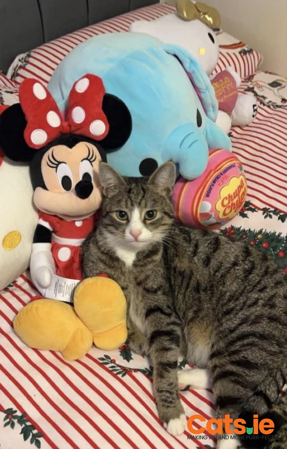 Missing Cat – Basil