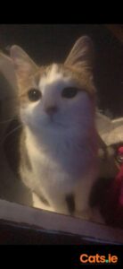 Forever Home Needed for for Angel & Pickles