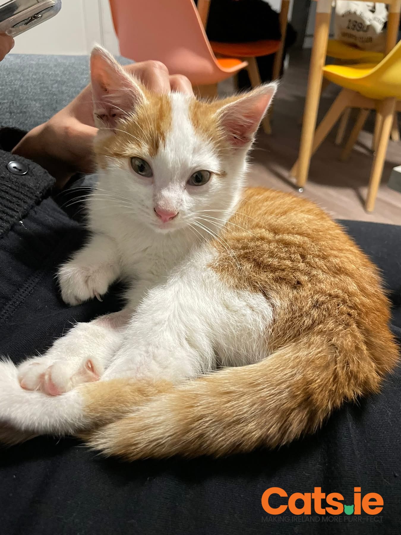 🐾 FOR ADOPTION – PUMPKIN (FOUND KITTEN) 🐾