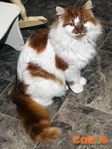 🧡 Meet the Magnificent Oscar 🧡