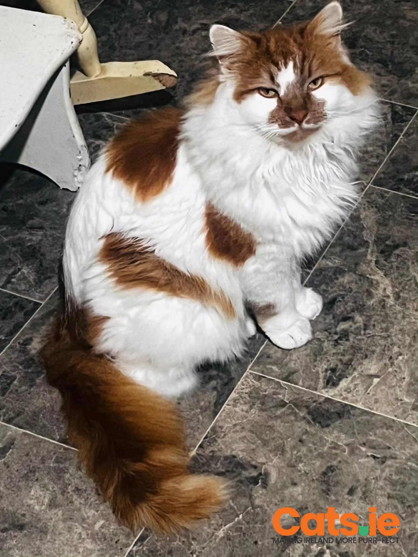 🧡 Meet the Magnificent Oscar 🧡