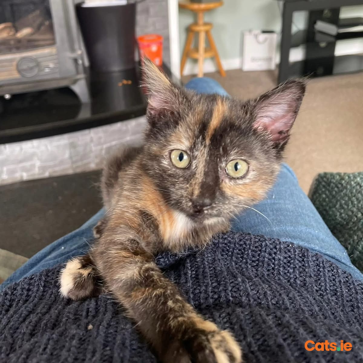 🌼 Meet Mabel & Pricilla 🌼