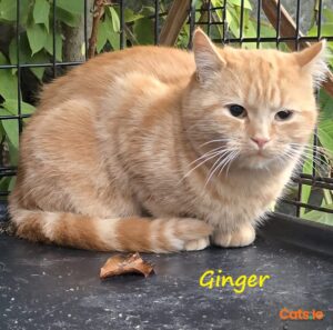 🧡 Meet Ginger 🧡