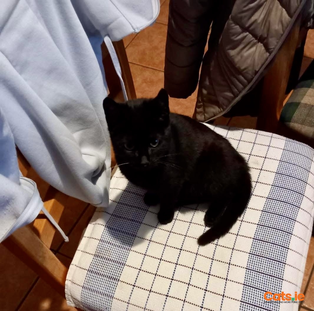 💛 Lovely Friendly Kitten Looking for a Home 💛