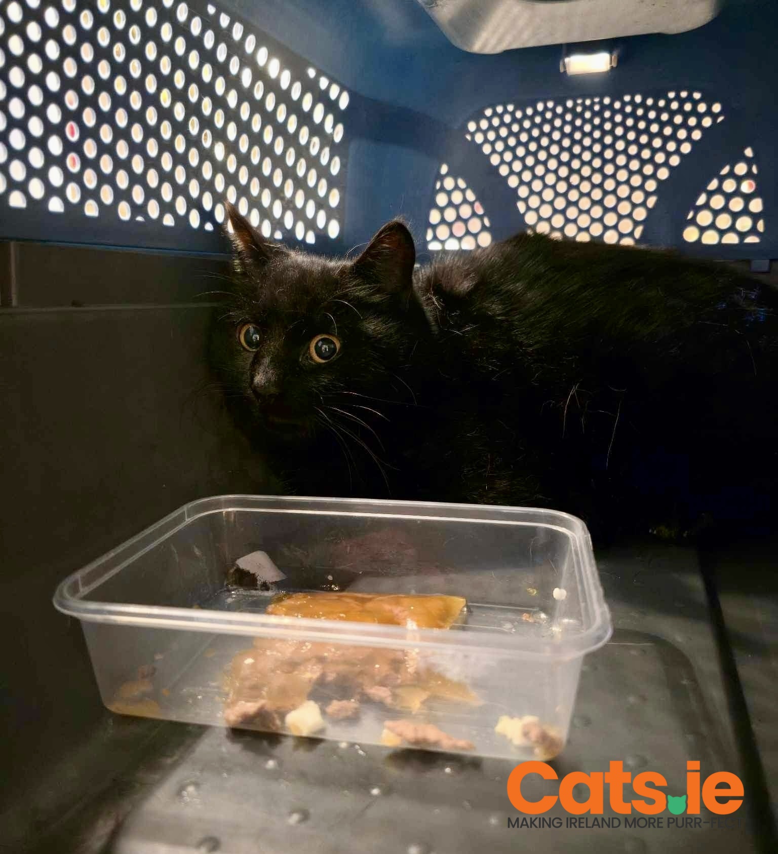 💚 Loving Home Needed for This Sweet Young Boy 💚