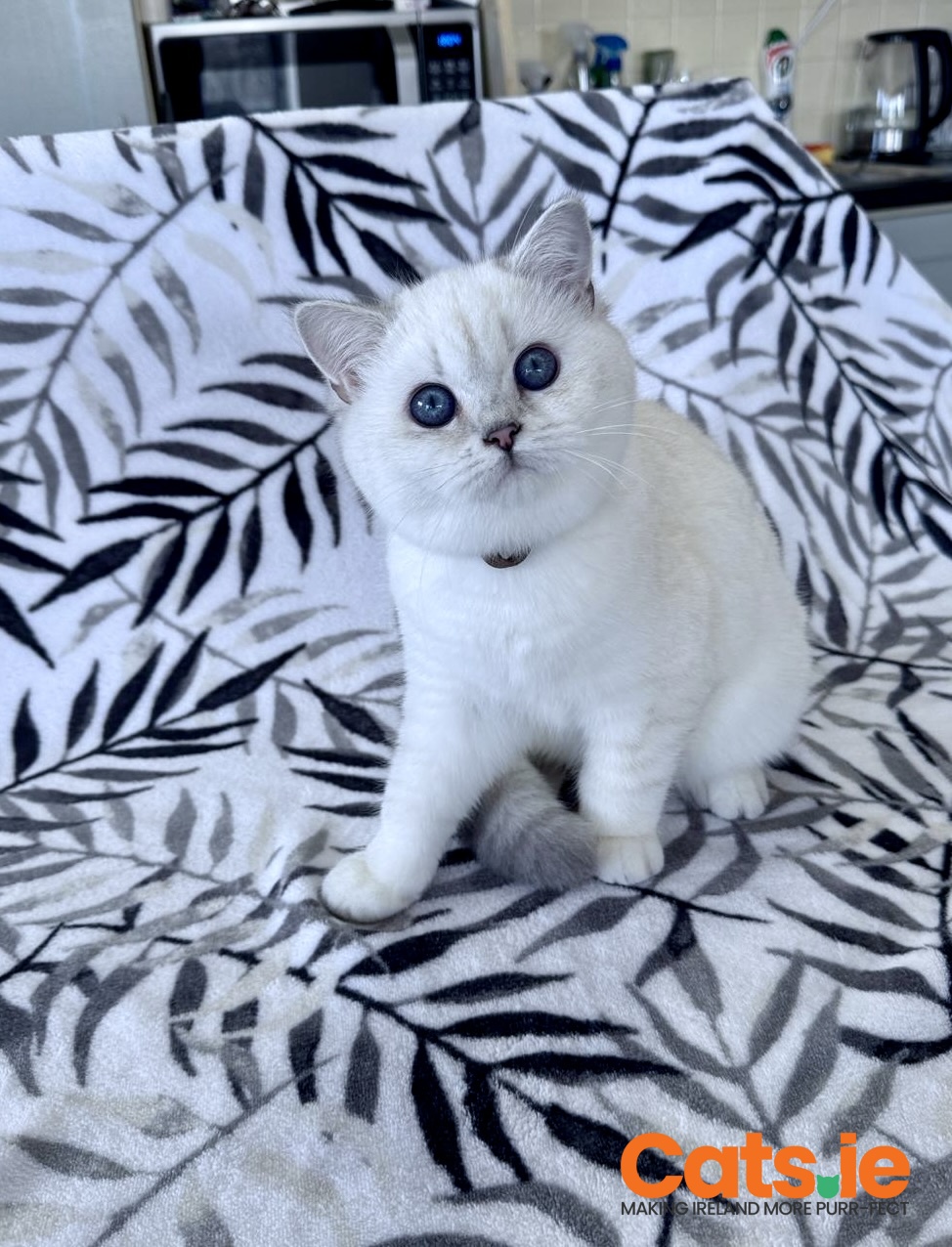 Pedigree British Shorthair Kitten