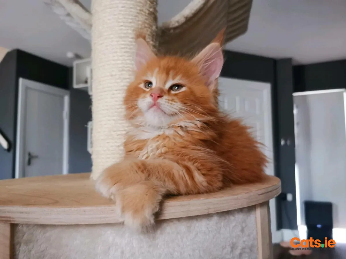 Maine coon kittens pedigree and registered