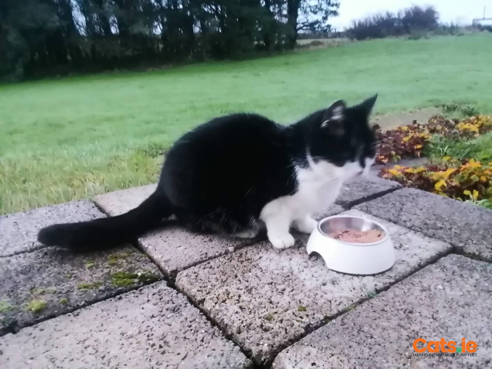 LOST CAT – BLIND – PLEASE HELP – Sidney