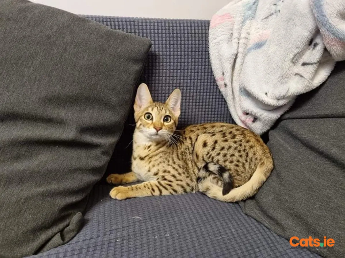 Savannah Kittens – Ready to go