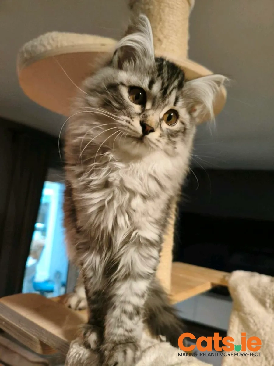TICA-Registered Siberian Kittens