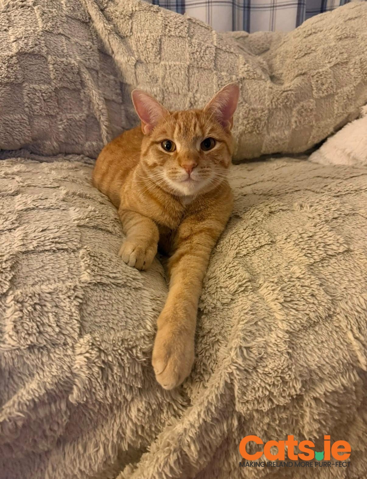 💔 MISSING – PLEASE HELP FIND TOMMY 💔