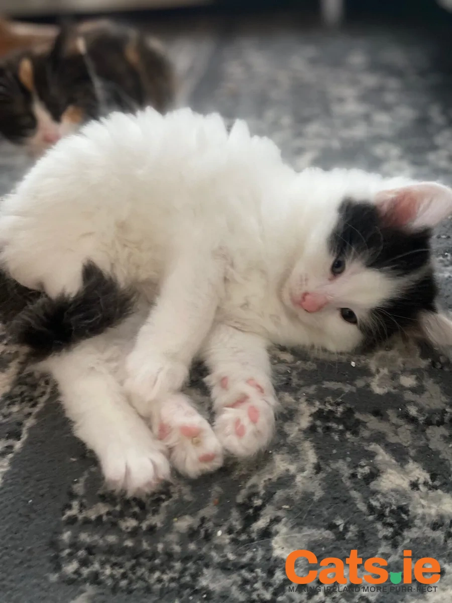 Adorable Kittens for Sale