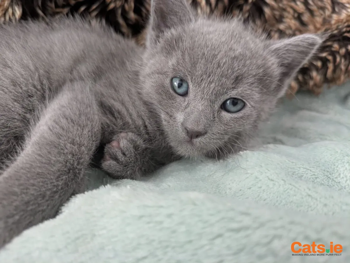 💙 Russian Blue Kittens – Dublin