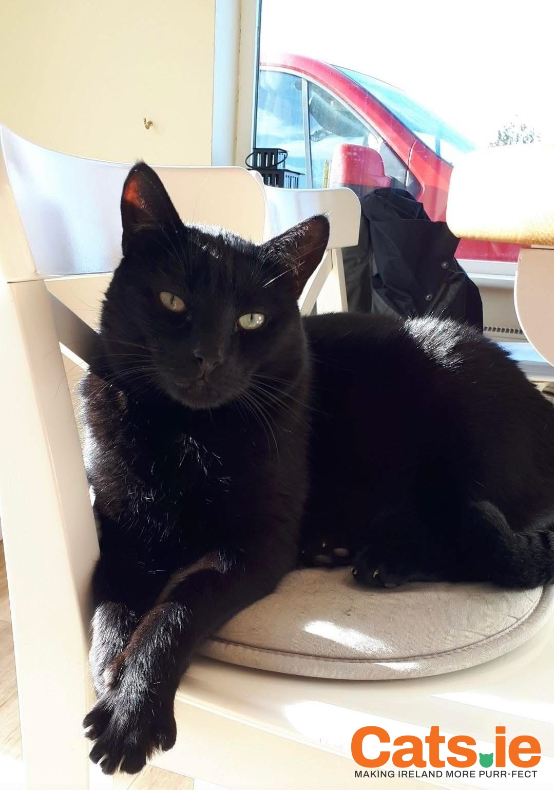 🚨 MISSING CAT – PLEASE HELP 🚨