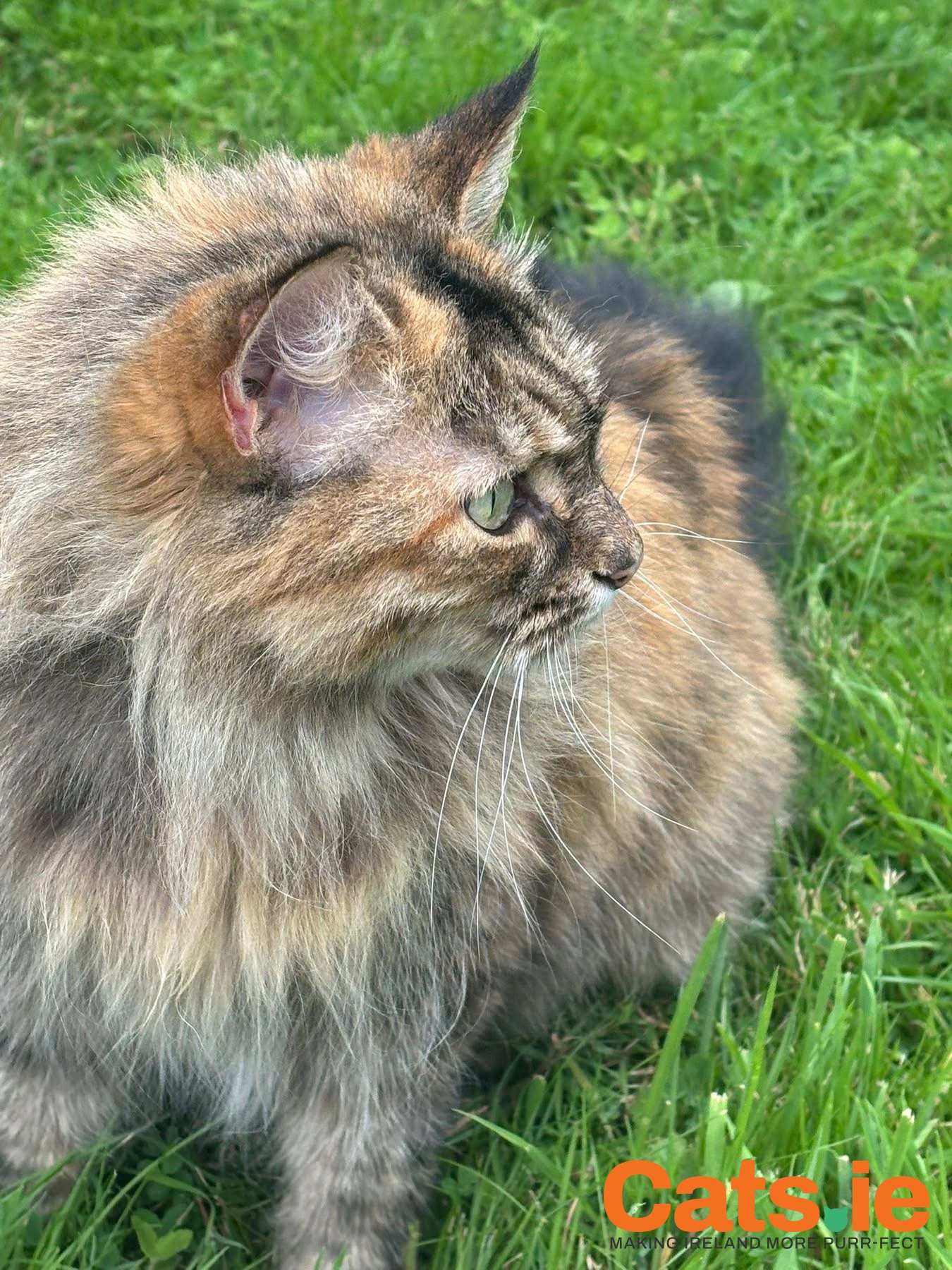 🚨 MISSING CAT – LOUISE (LULU) 🚨