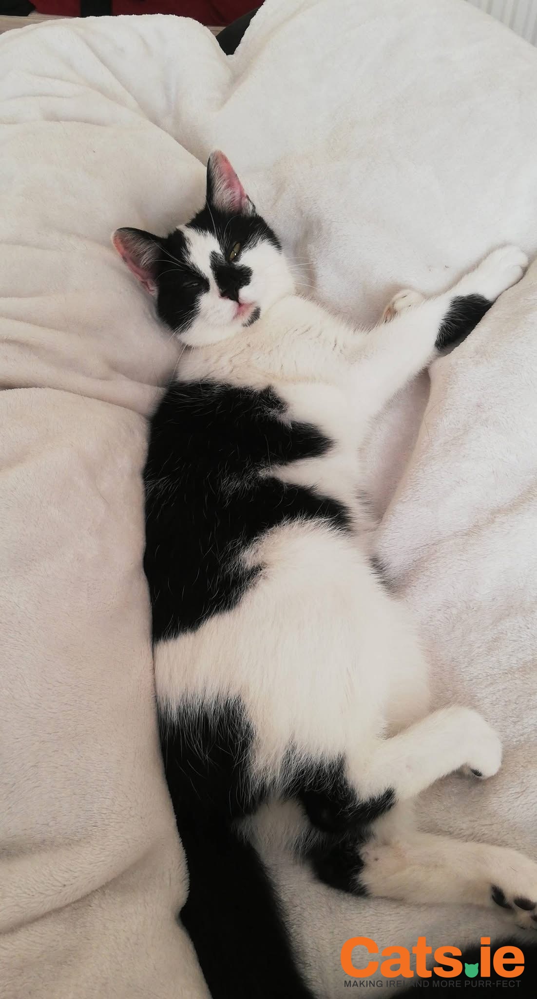 🚨 MISSING CAT – PATCHES (PATCHY) 🚨