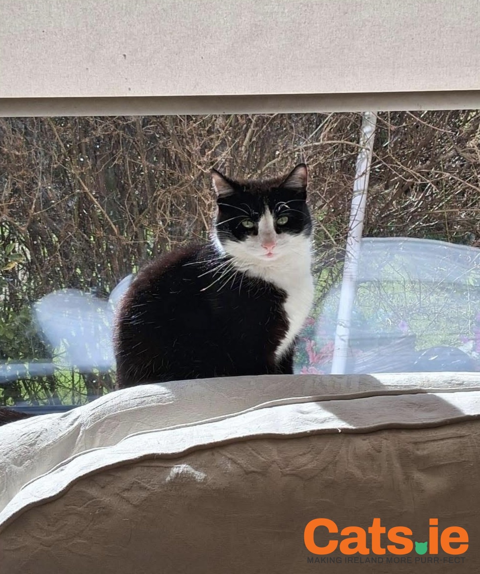 🚨 MISSING CAT – OLLIE 🚨