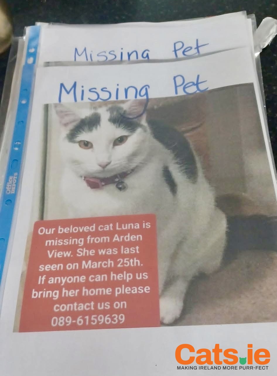 💔 Luna Is Missing – Please Help Bring Her Home (Tullamore)