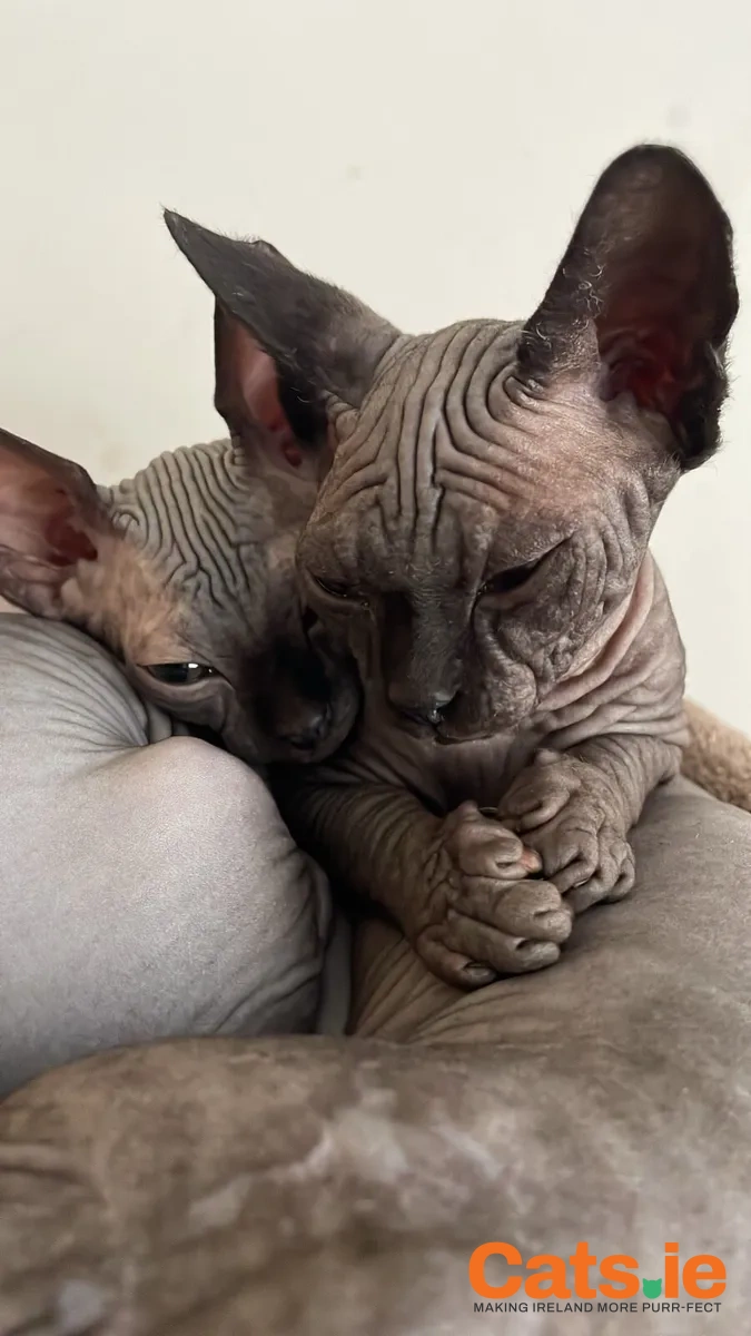 Beautiful Sphynx Kittens – Ready for Their New Homes