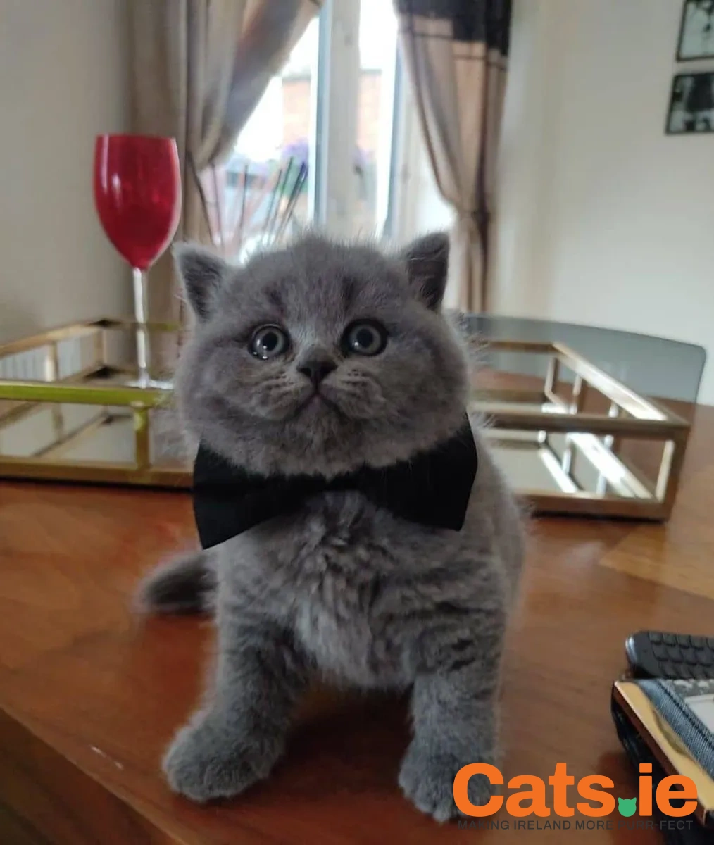 Beautiful Purebred British Shorthair Kittens ♥️