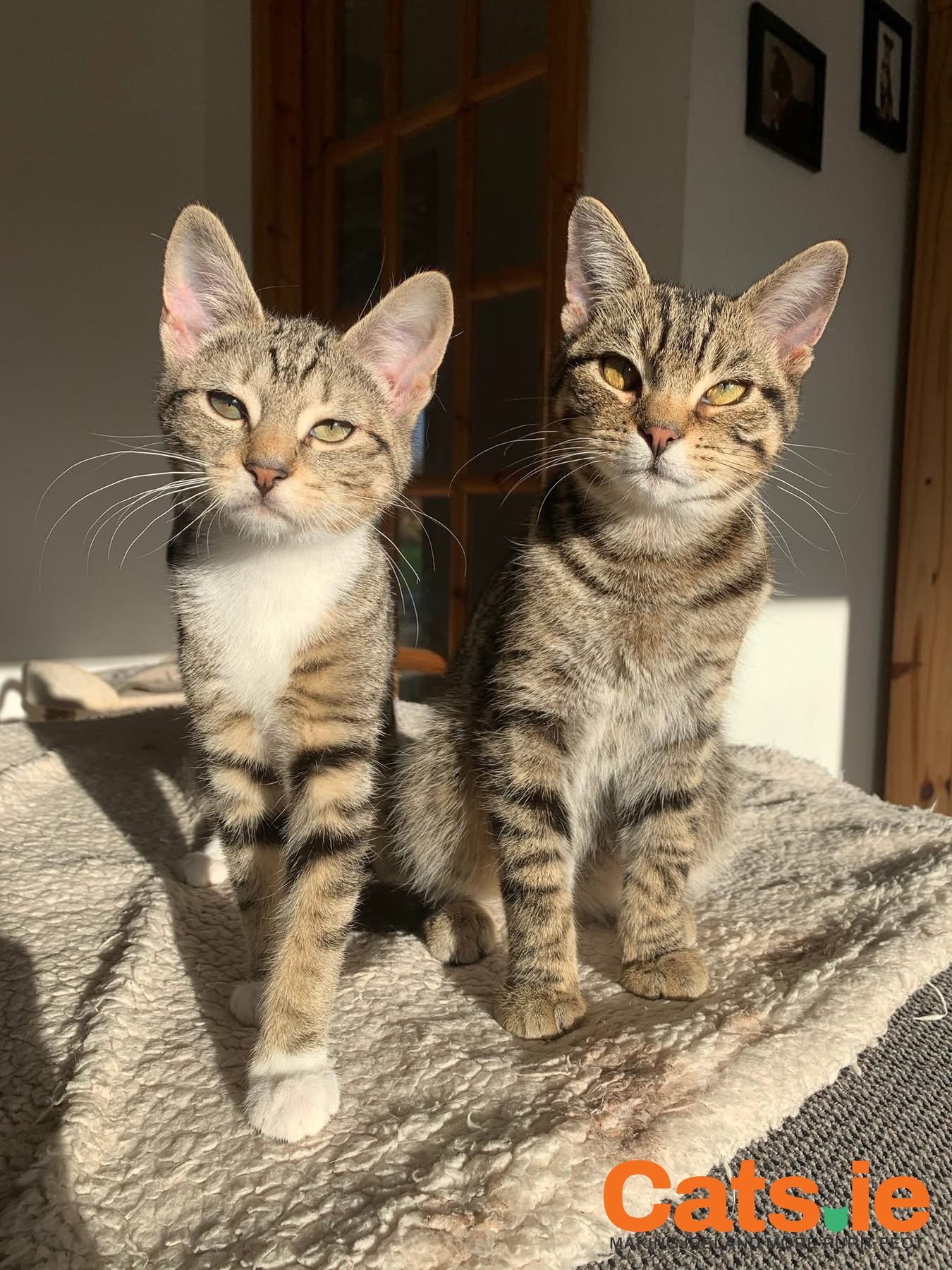 ❤️ Hiccup & Maple – Bonded Pair Looking for a Forever Home ❤️