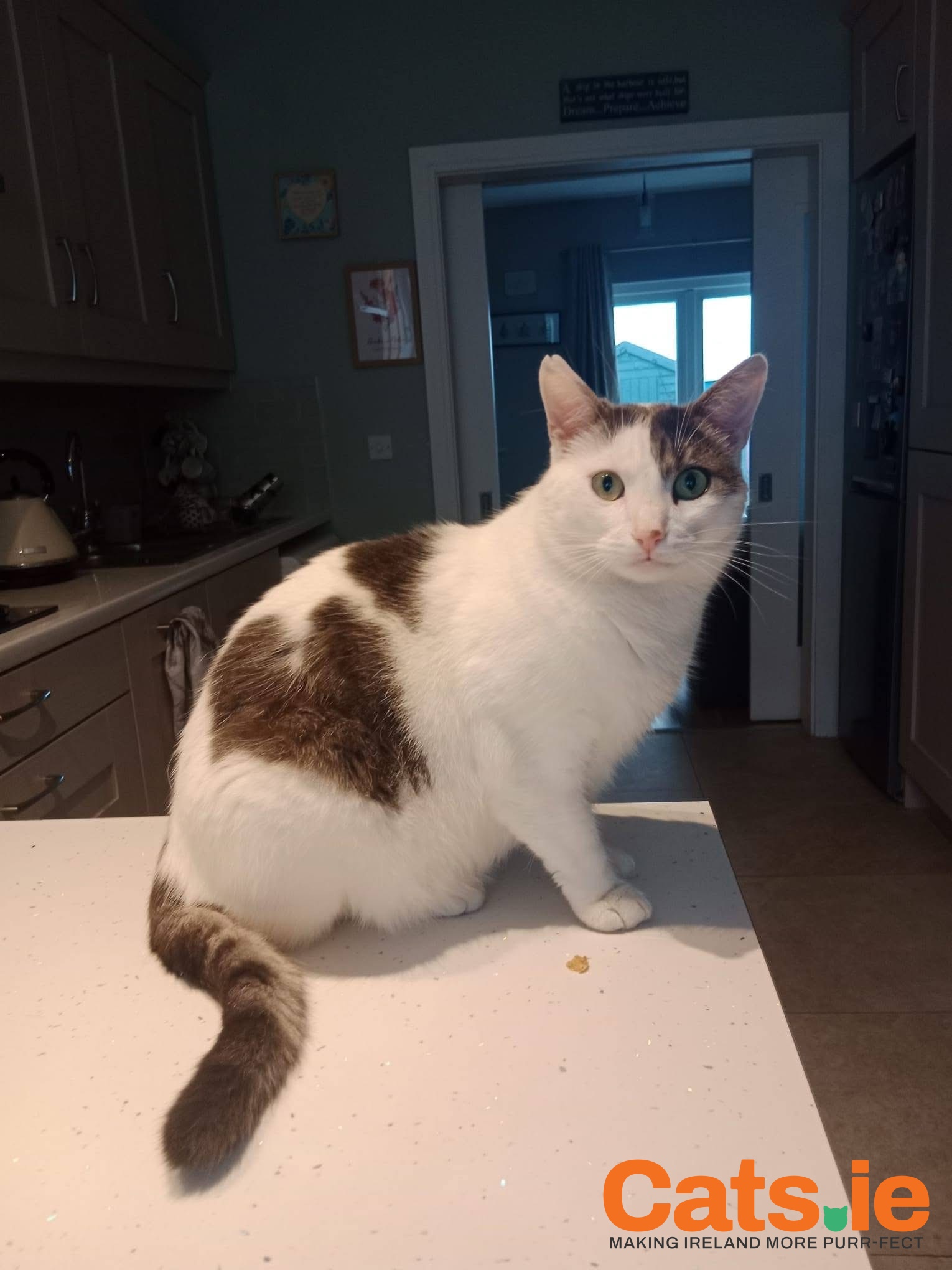 🐾 Spoon – 3-Year-Old Cat Looking for a New Home 🐾