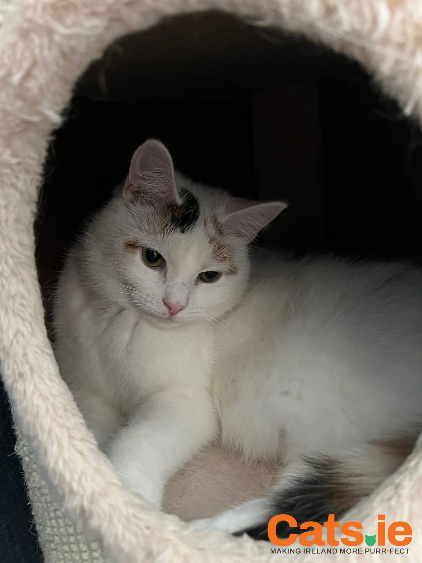 🤍 Luna – Sweet & Gentle Cat Looking for a Loving Home 🤍